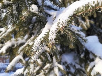 A branch of a large spruce is covered with snow.  sunny day