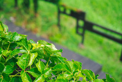 Close-up of green leaves on plant