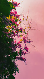 Low angle view of pink cherry blossoms against sky