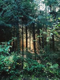 Trees in forest