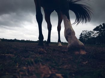 Low section of horse hoof