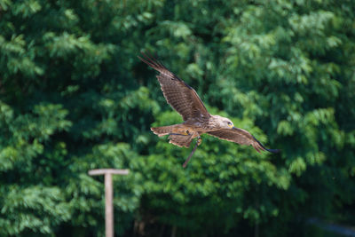 Low angle view of eagle flying