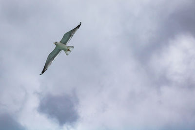 Low angle view of seagull flying