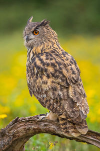 Close-up of owl in field