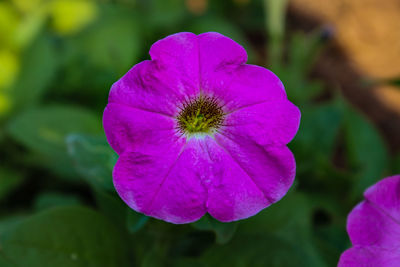 Close-up of purple flower blooming outdoors