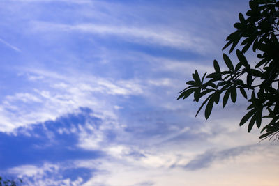 Low angle view of plants against sky