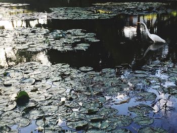 Reflection of plants in water