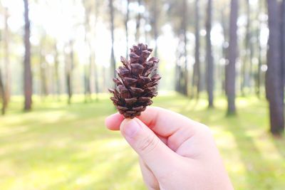 Close-up of hand holding pine cone