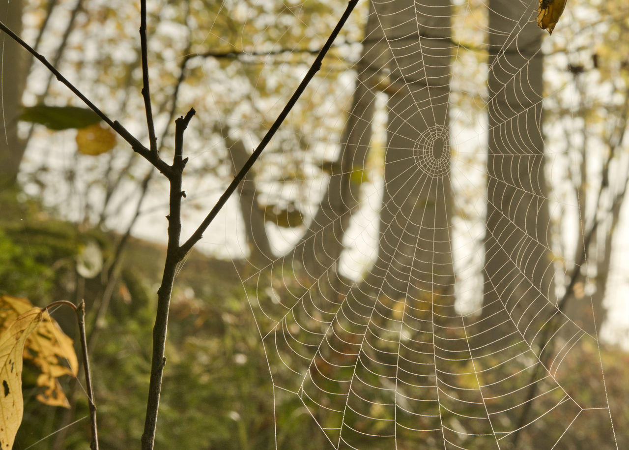 CLOSE-UP OF SPIDER WEB ON PLANT