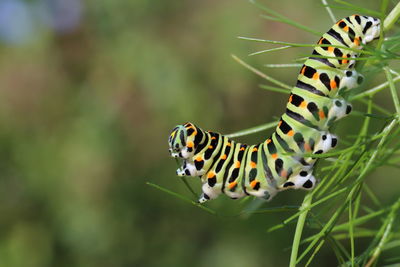 Close-up of swallowtail caterpillar on fennel leaf