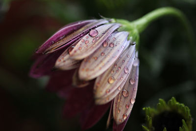 Close-up of wet purple flower