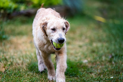 Dog running on field