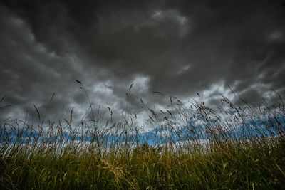 Plants growing on field against sky