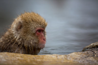 Close-up of monkey in hot spring