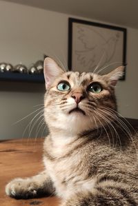 Close-up portrait of a cat