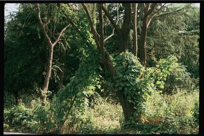 Close-up of fresh green tree in forest