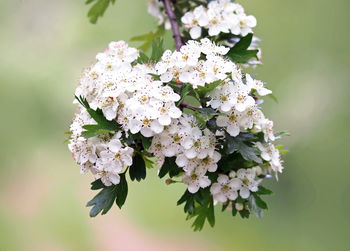 Close-up of white flowering plant