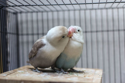 Close-up of two birds in cage