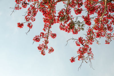 Low angle view of red flowering tree against sky