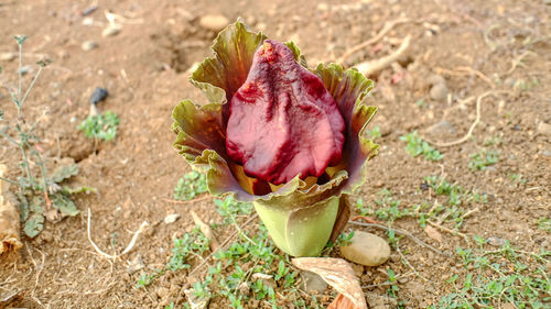 High angle view of rose on field