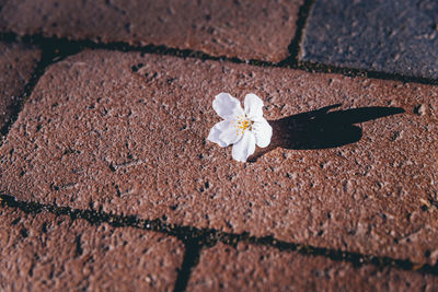 High angle view of white flower on footpath