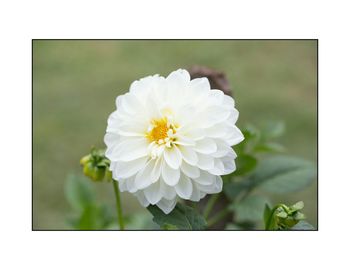 Close-up of white flowers blooming outdoors