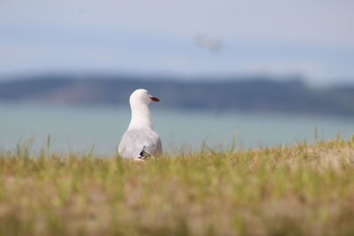 On lookout