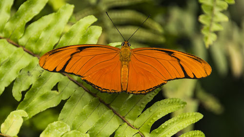 Close-up of butterfly pollinating orange flower
