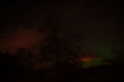 Low angle view of trees against sky at night