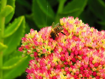 Close-up of insect on pink flower