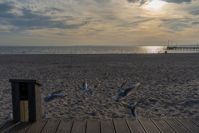 View of seagulls on beach against the sky
