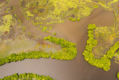 A river in the jungle in the tropics. a swamp in sri lanka.