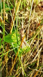 Close-up of insect on grass