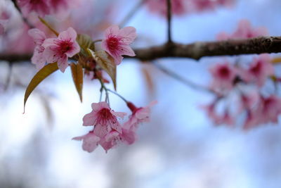 Close-up of pink cherry blossoms