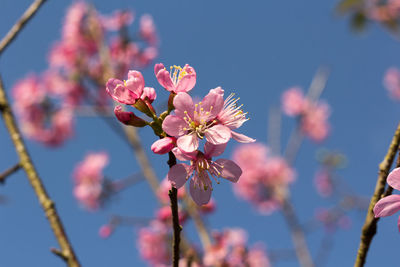 Close-up of pink cherry blossom