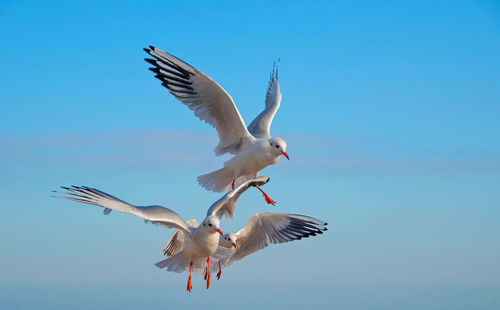 Low angle view of seagulls flying against clear blue sky