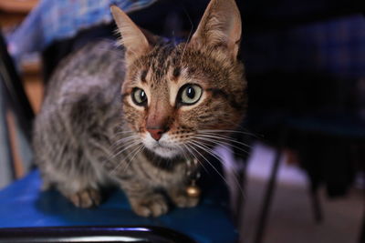 Close-up portrait of cat