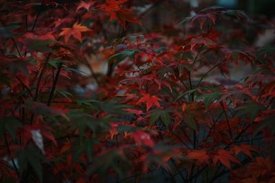 Close-up of red maple leaves on tree