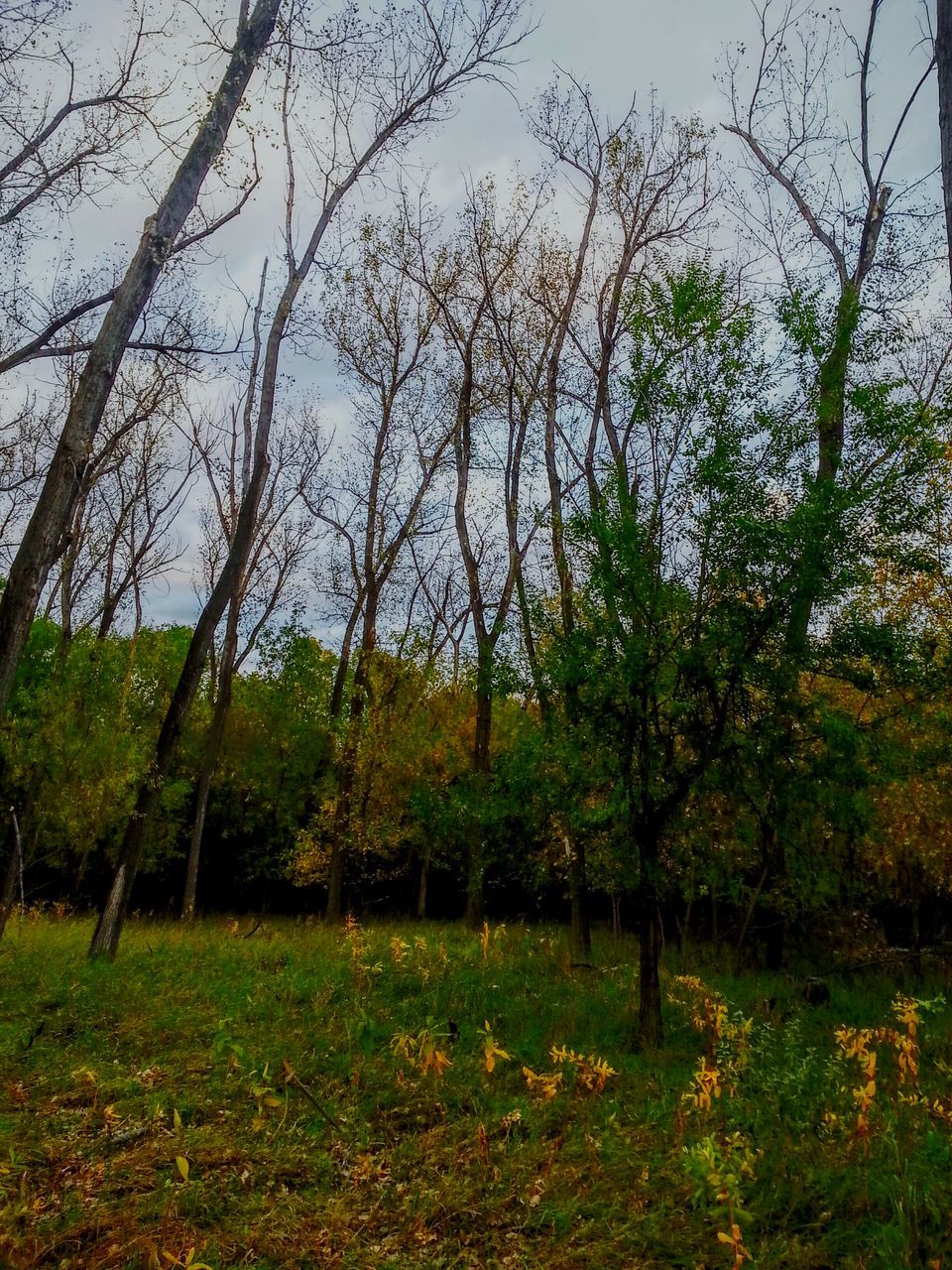 tree, tranquility, tranquil scene, growth, autumn, beauty in nature, nature, scenics, grass, field, change, season, landscape, sky, branch, day, clear sky, non-urban scene, idyllic, tree trunk