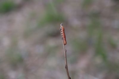 Close-up of plant