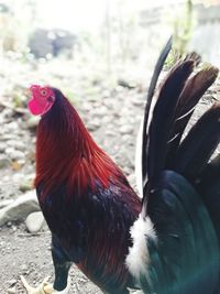 Close-up of rooster on field