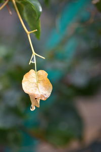 Close-up of leaves