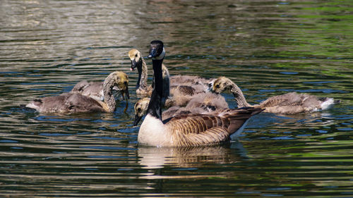 Ducks swimming in lake