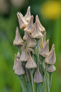 Close-up of wilted flowers