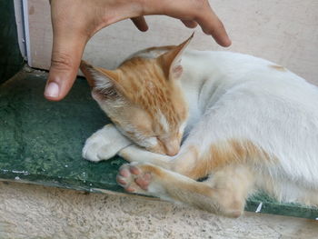Cropped image of hand touching cat sleeping on retaining wall