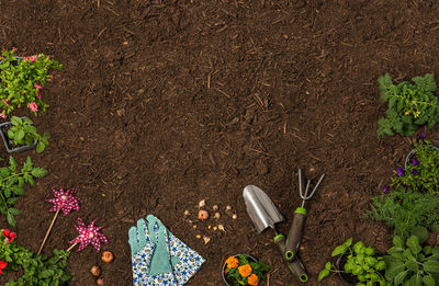 High angle view of food on plant