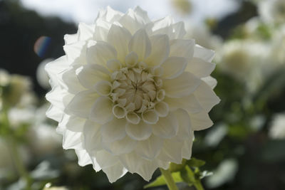 Close-up of white flower blooming outdoors