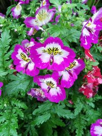 High angle view of pink flowering plants