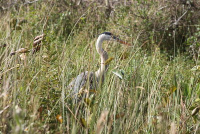 Bird on grassy field