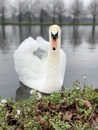 View of swan floating on lake